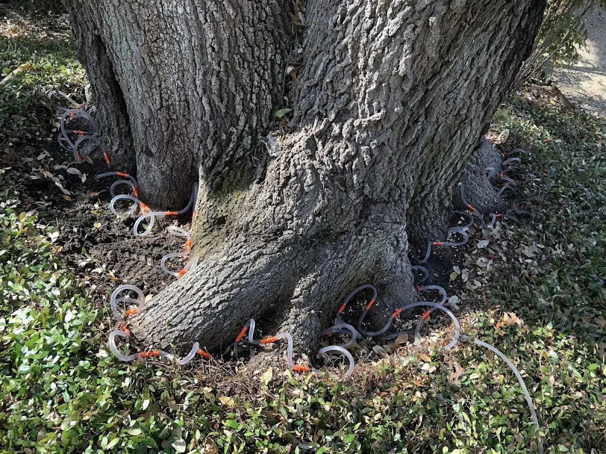 Detailed Tree Cabling and Bracing job site in Fair Haven